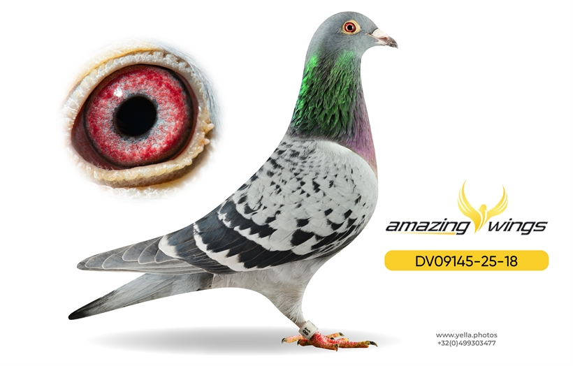 Amazing Wings Triple Top Mix 9