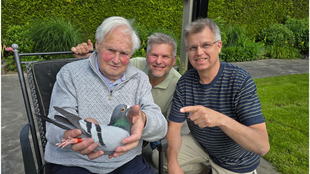 Antoon Schalkwijk Pigeons