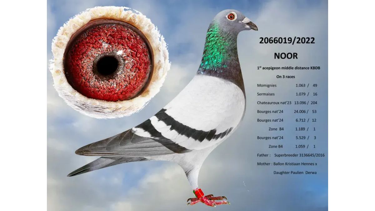 B.22-2066019 Noor - Gommaire Verbruggen