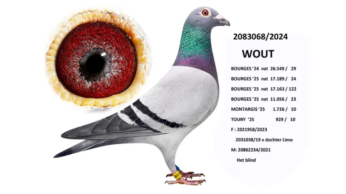 B.24-2083068 Wout - Gommaire Verbruggen