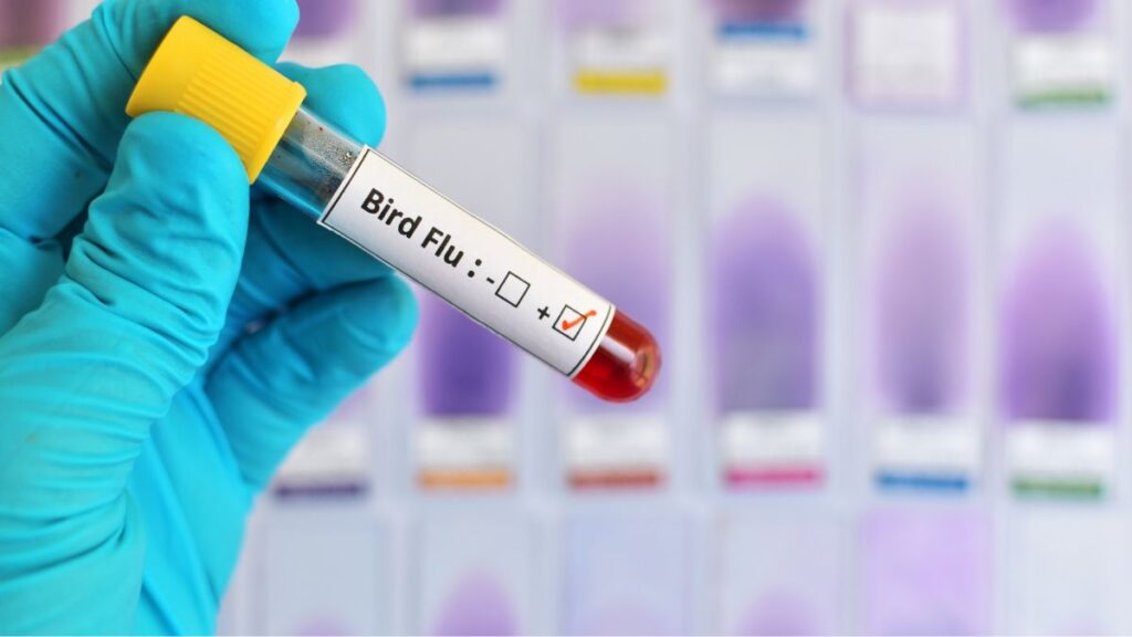 Racing Pigeon And Bird Flu