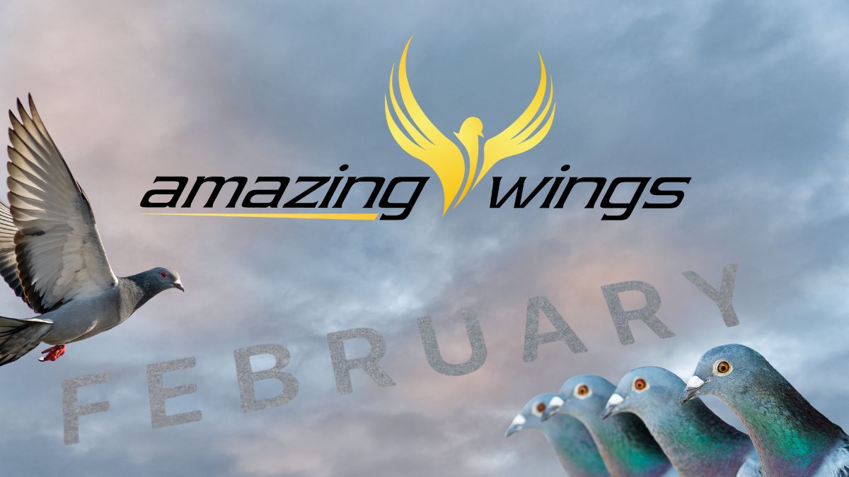 Amazing Wings Racing Pigeons For Sale