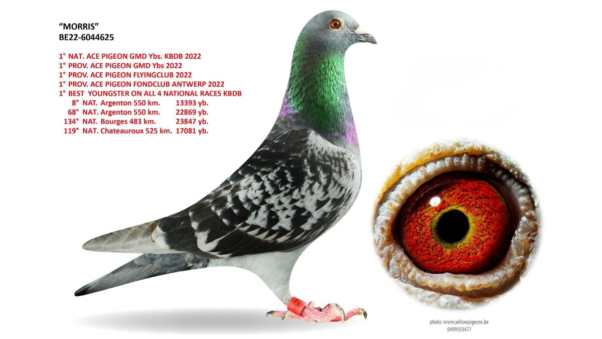 B.22-6044625 Morris Hok van den Bruel