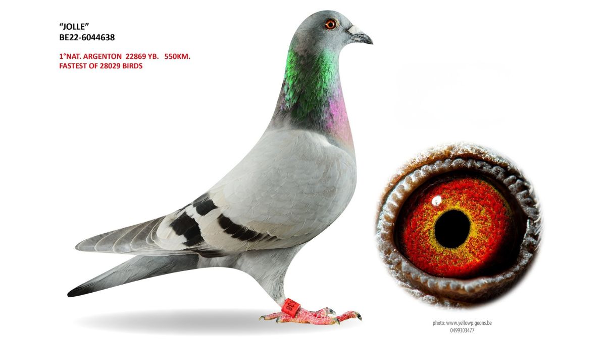 B.22-6044638 Jolle - Hok van den Bruel