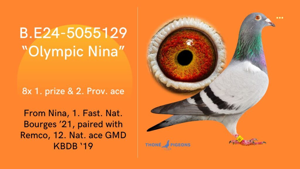 Thone Pigeons B.24-5055129 “Olympic Nina”