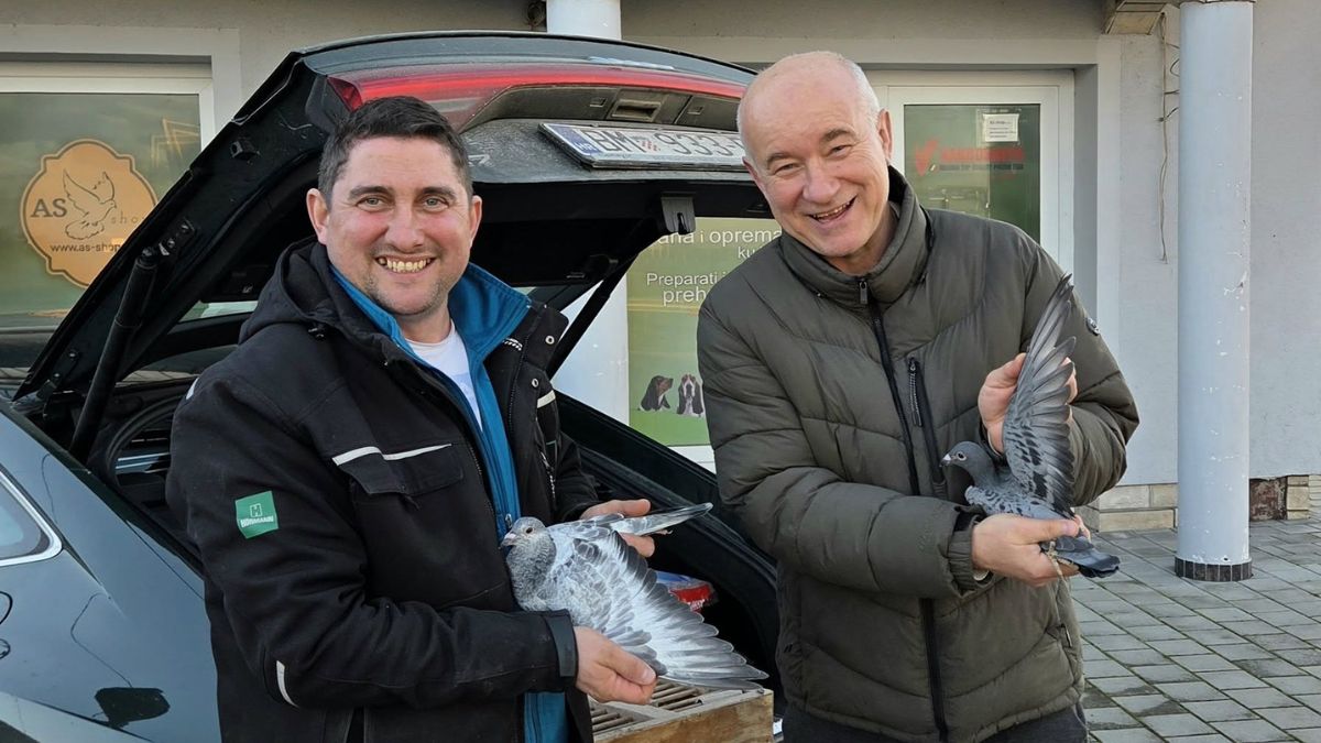 The World’s Best are Landing in Slavonia: Derby AS Croatia Lofts Filling Up with Top-Tier Bloodlines from World-Famous Fanciers – Secure Your Spot Now!