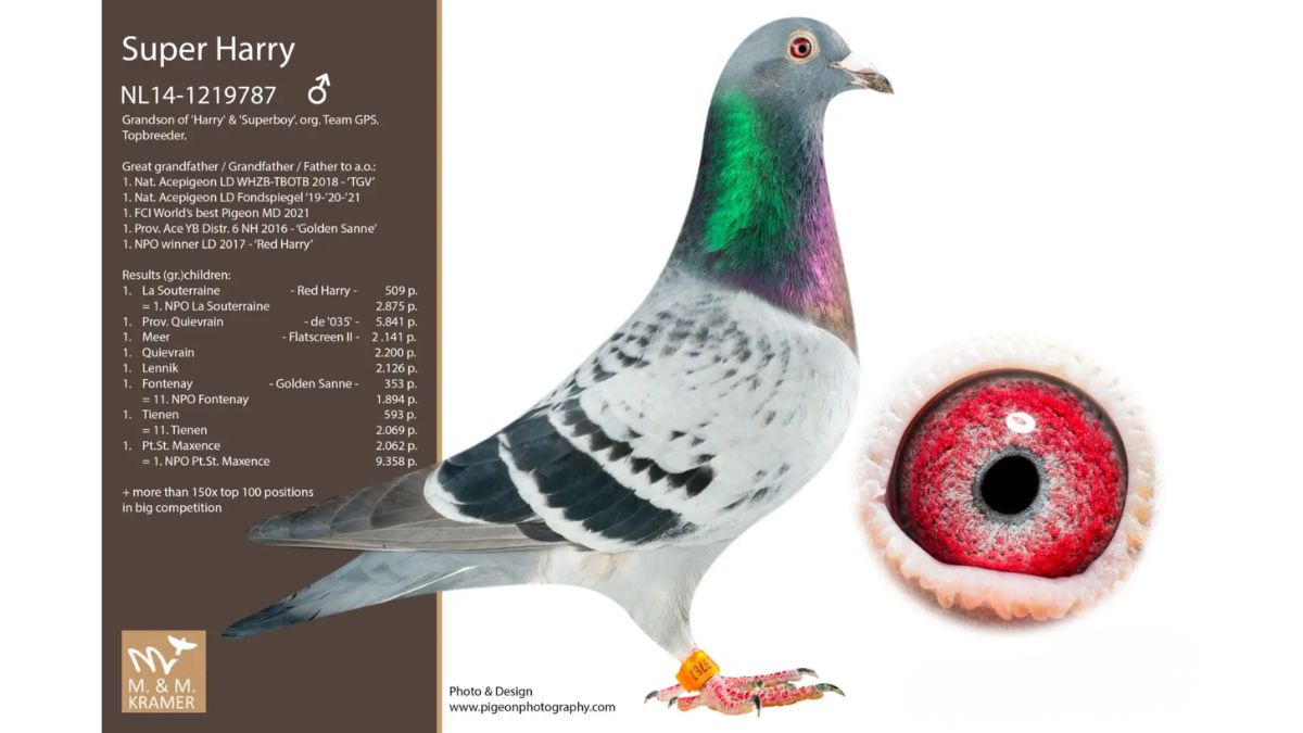 NL.14-1219787 Super Harry
