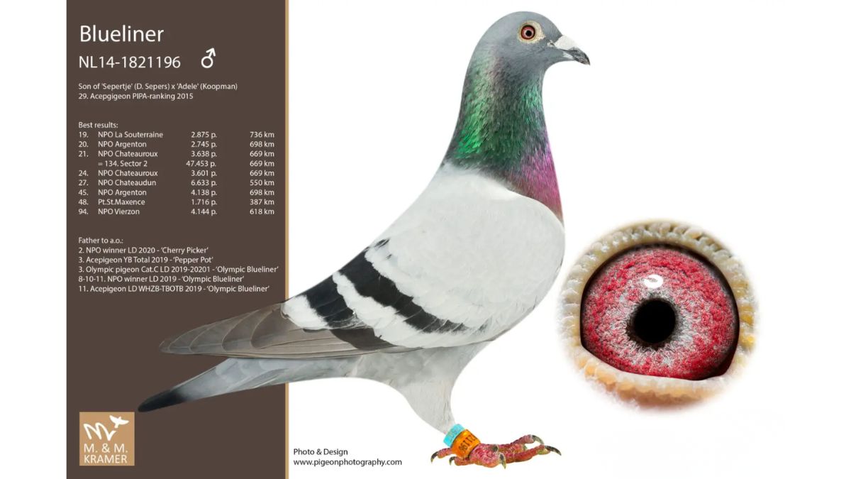 NL.14-1821196 Blueliner