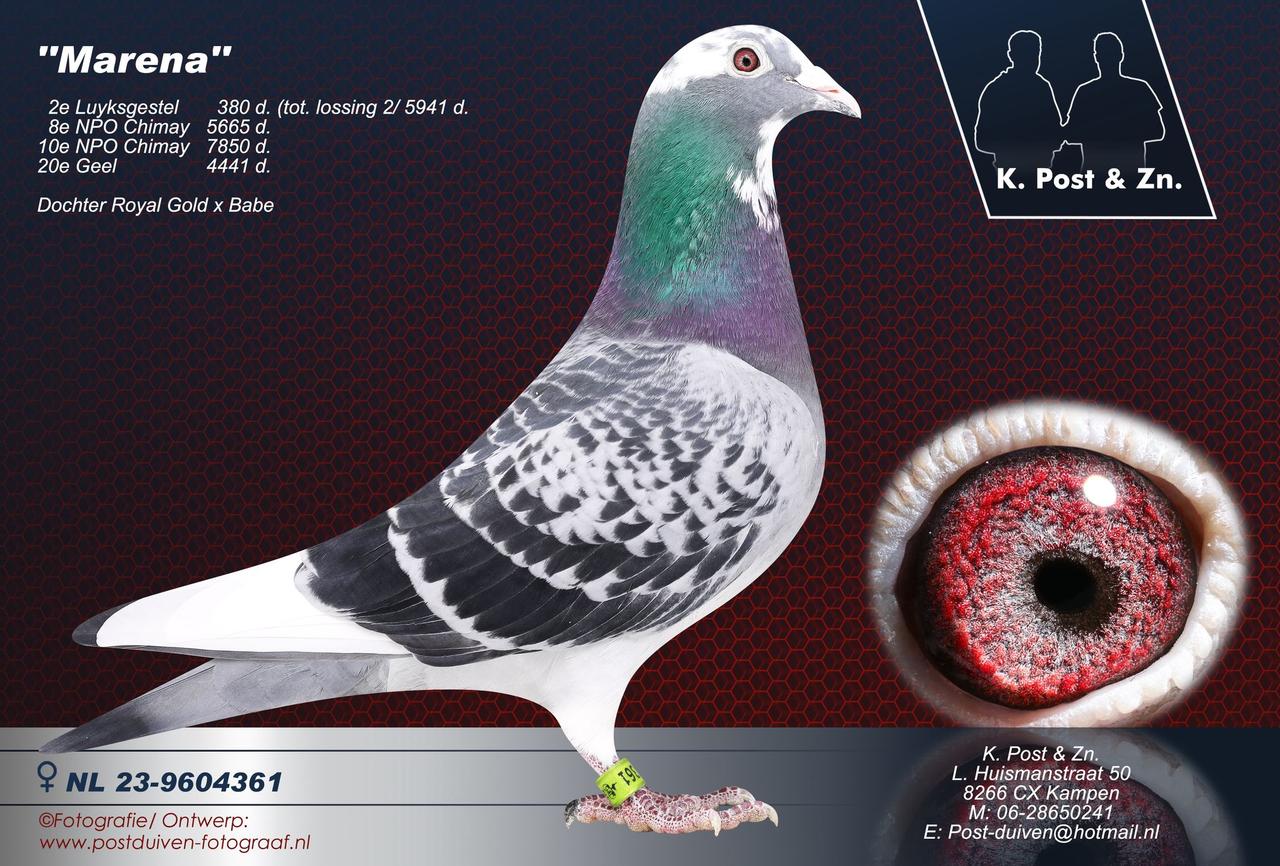 NL.23-9604361 - Marena