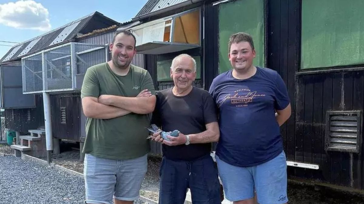 Vandeverre Seys Pigeons