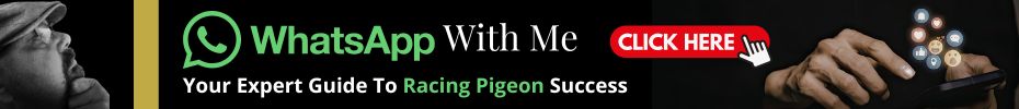 Contact The Pigeon Boss By WhatsApp For Racing Pigeon Advise