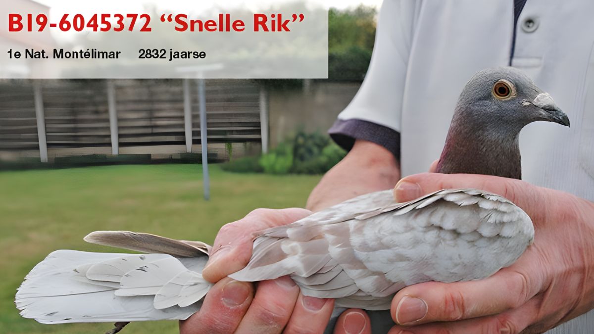 B.19-6045372 - Snelle Rik