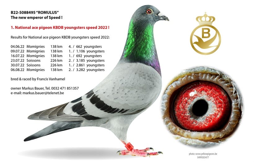 Profile studio shot of a blue bar racing pigeon named "ROMULUS" (ring number B22-5088495), titled "The new emperor of Speed!". The pigeon stands proudly against a clean white background, showcasing a light grey body with two prominent dark bars on its wing, a dark tail, and highly vibrant, iridescent green plumage around its neck that fades into a purple sheen at the base. A large circular inset on the bottom right provides a detailed macro view of the bird's eye, which features a striking, deeply textured red and white iris around a dark pupil. On the upper right, a golden crown logo enclosing a stylized bird and the letter "B" is displayed. Text on the left side lists its title as "1. National ace pigeon KBDB youngsters speed 2022!" along with a detailed race record from Momignies and Soissons between June and August 2022. The text also notes that the pigeon was bred and raced by Francis Vanhamel and is owned by Markus Bauer.