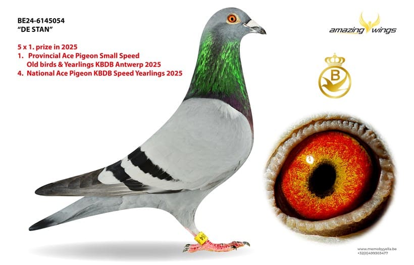 Peter Nuyts, NL.24-6145054 De Stan