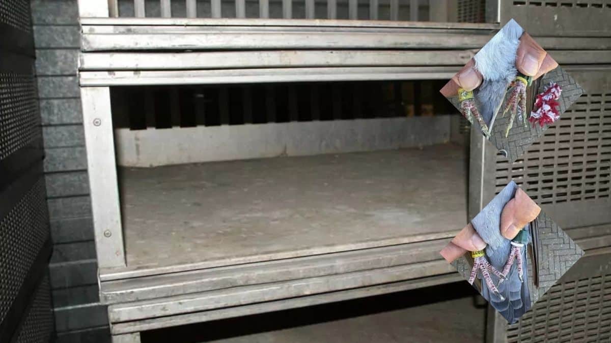 Carton in Pigeon Transport Boxes