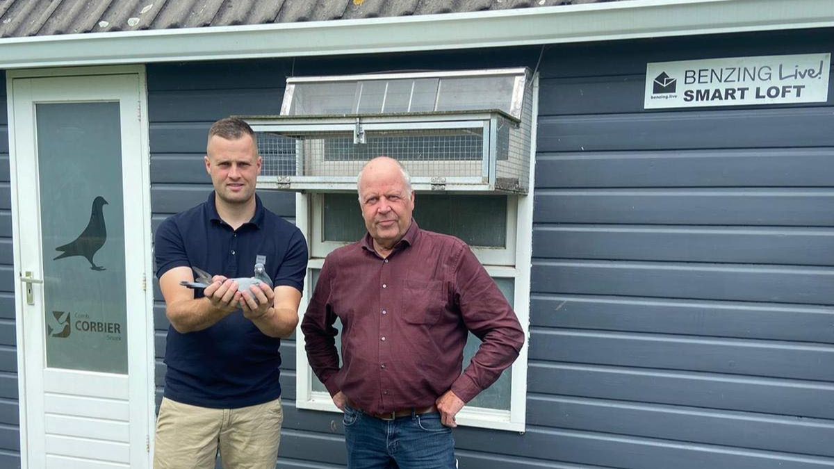 Comb. Corbier Pigeons: The Frisian Sledgehammer Strikes Again!