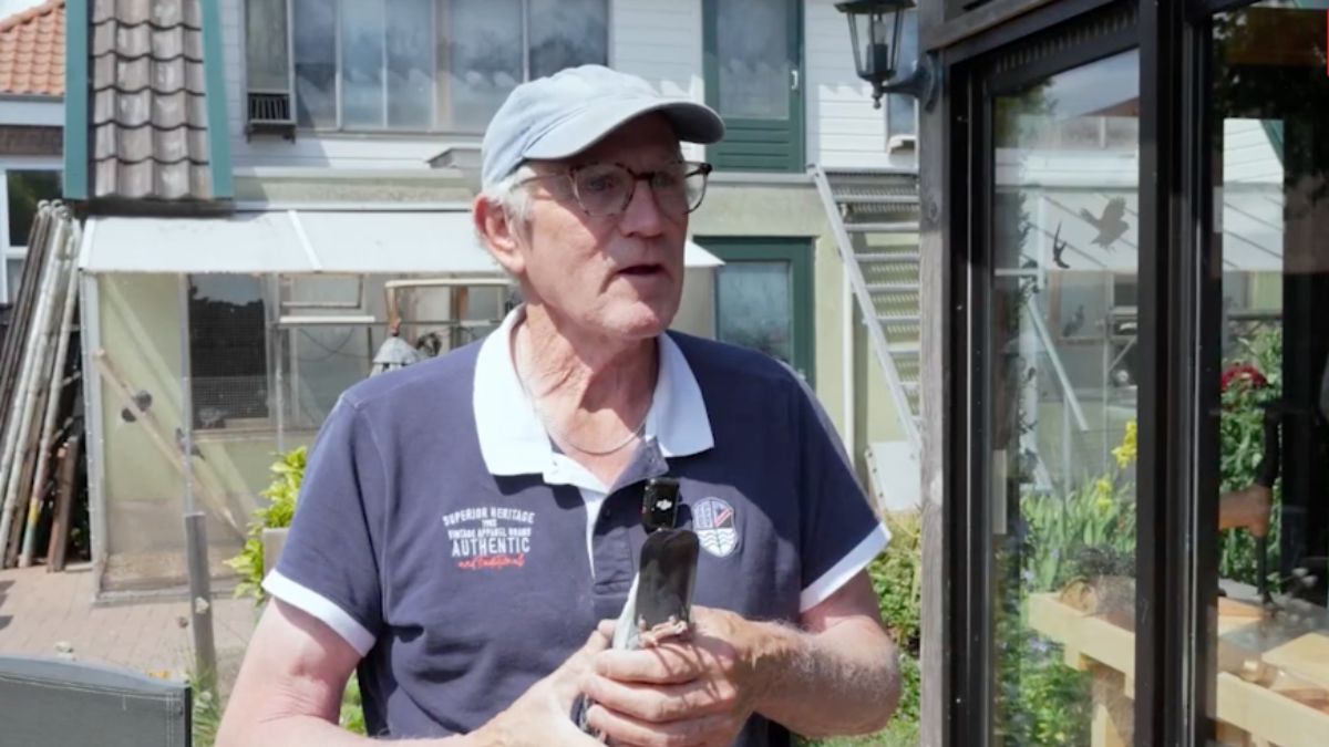 Eef van Aalten Pigeons: The Huissen Wrecking Ball Dominates Mettet!