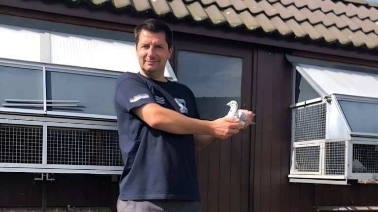 Geert Kraus Pigeons