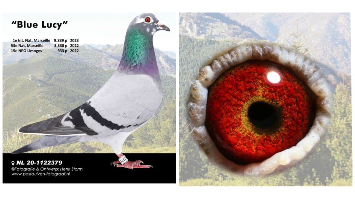 NL.20-1122379 - Blue Lucy