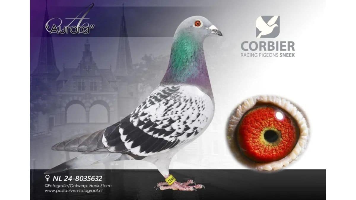 Corbier Pigeons NL.24-8035632 Aurora