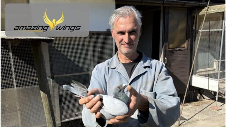 Peter Nuyts, Racing Pigeons for sale on Amazing-Wings.com
