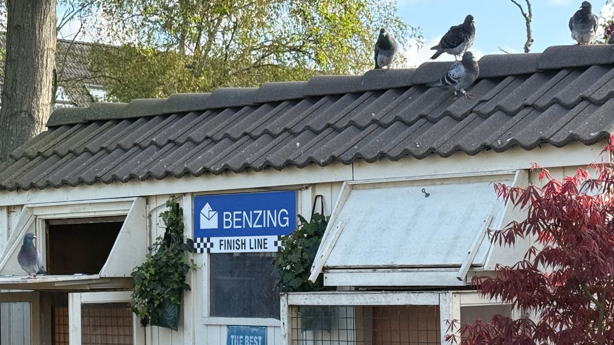 Pigeon Boss Pigeon Race Oudenaarde April 19 - 2026