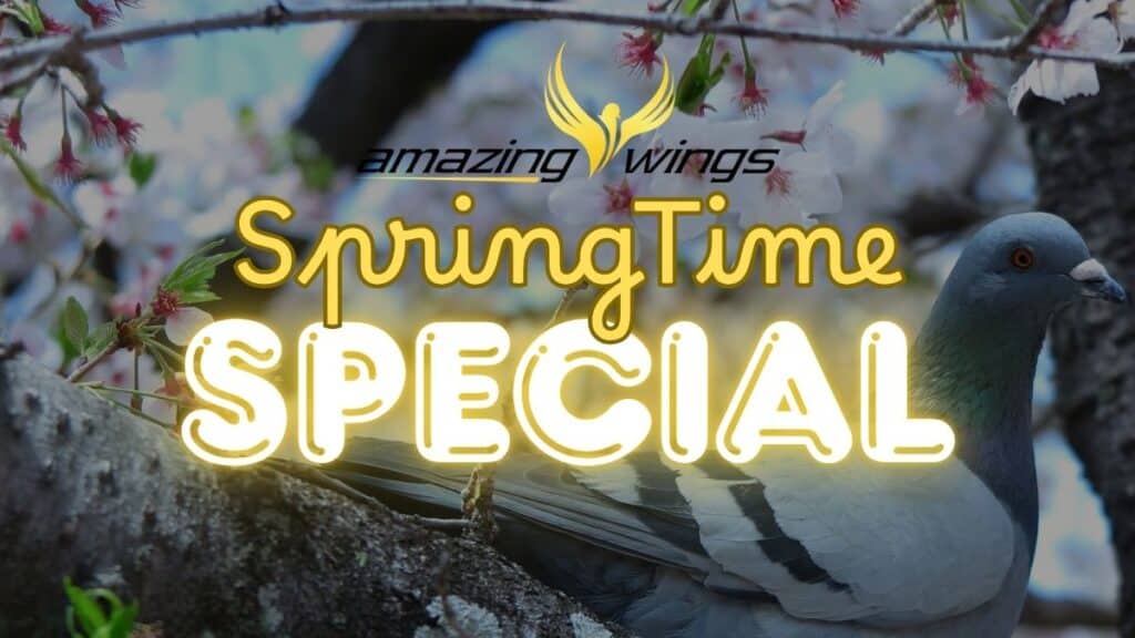 Amazing Wings Racing Pigeon Auctions