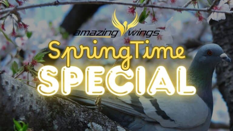 Amazing Wings Racing Pigeon Auctions