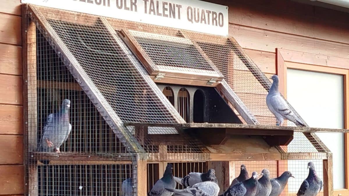 Talent Quatro Loft 1