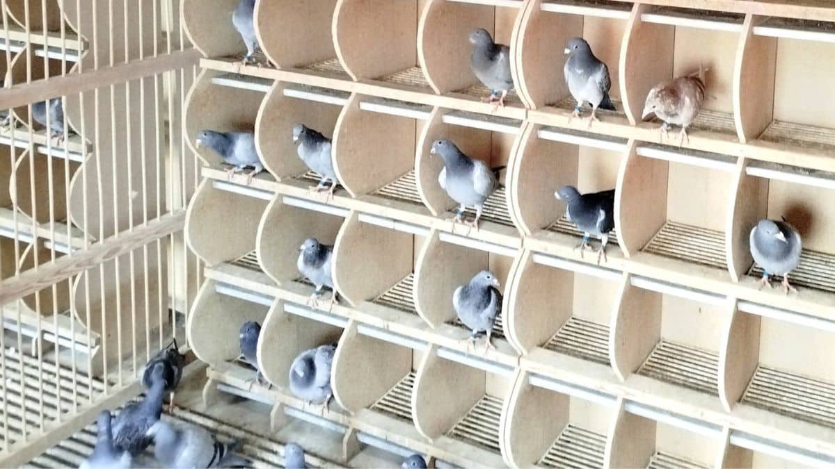 Talent Quatro Loft 3