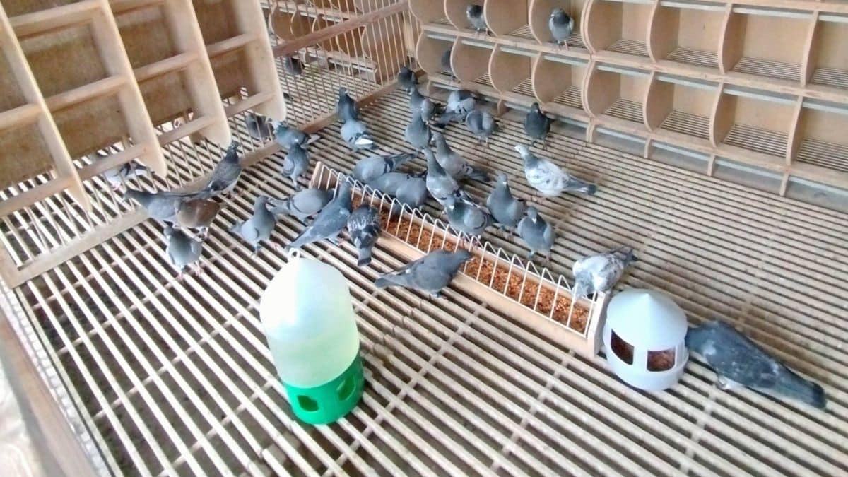 Talent Quatro Loft 4