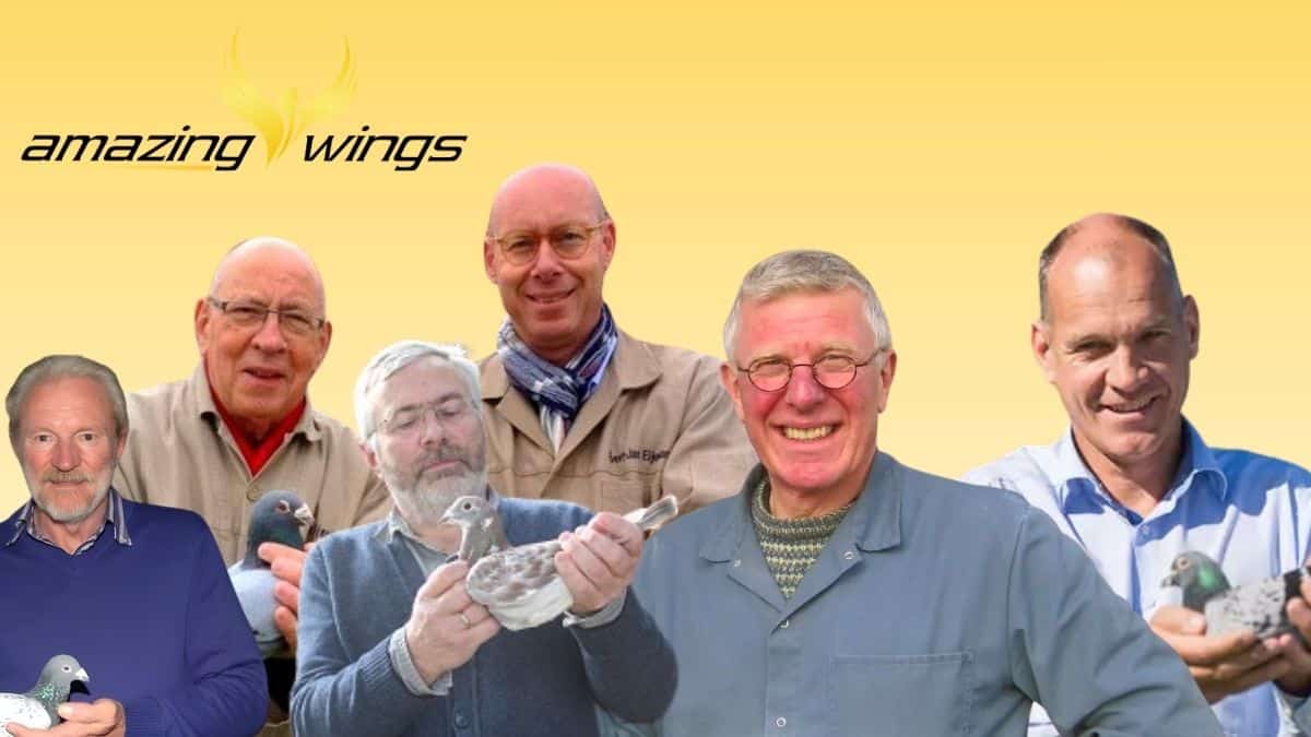 The Gold of Reeuwijk in German Hands: Sander Family is Willem de Bruijn on Amazing-Wings