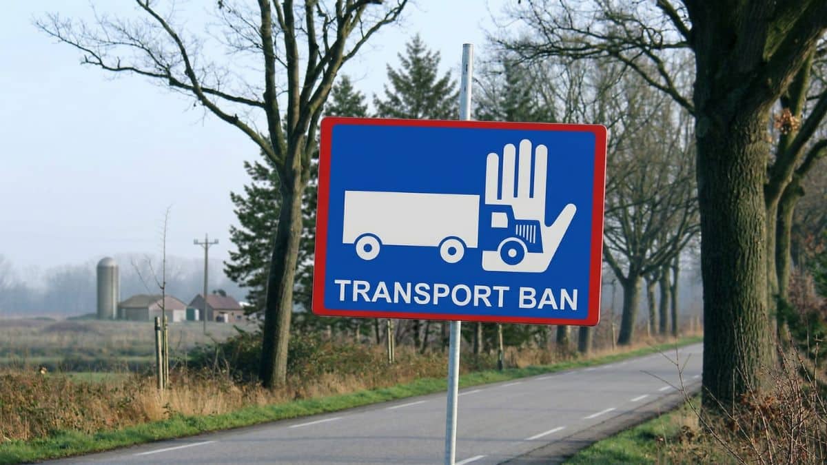 Dutch Pigeon Racing in the Starting Blocks: Crates Remain Grounded for Now, but Hope Is Taking Flight