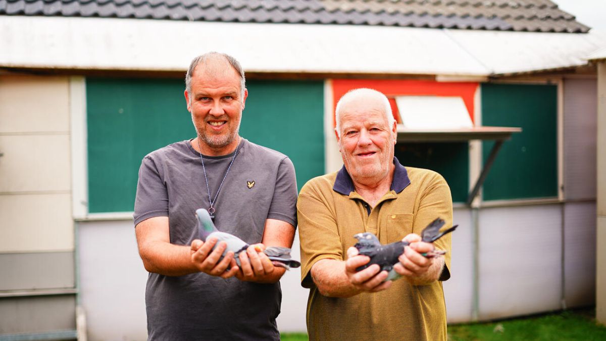 De Troy Racing Pigeons