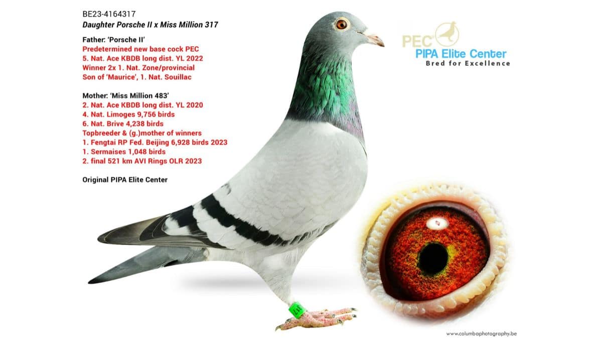 B.23-4164317 Daughter Porsche II Pipa Elite Center