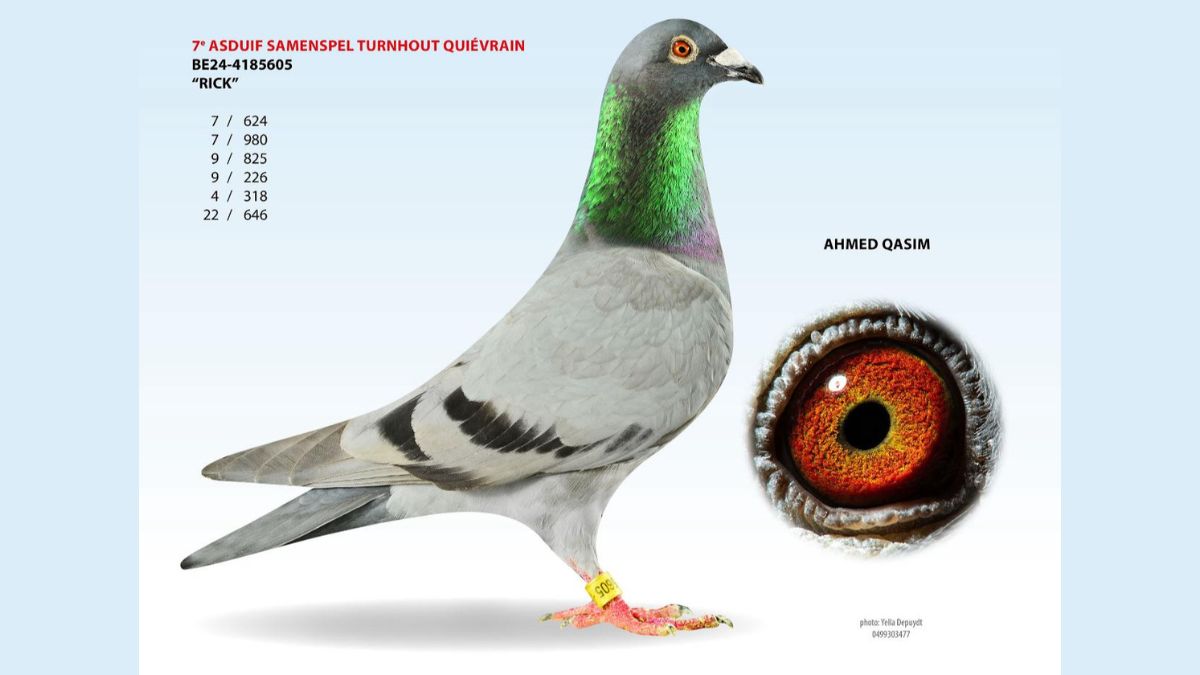 A professional studio portrait of the blue bar racing pigeon named Rick, ring number BE24-4185605, owned by Ahmed Qasim. The image features the bird in a full profile view, a list of its top racing results highlighting its title as 7th Ace Pigeon Samenspel Turnhout Quiévrain, and a detailed circular inset showing a close up of its rich orange and red eye.