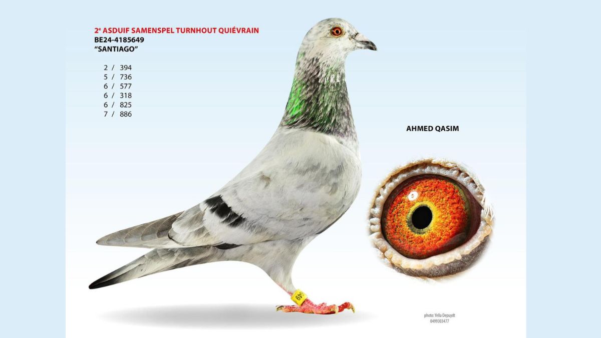 A professional studio portrait of the light check racing pigeon named Santiago, ring number BE24 4185649, owned by Ahmed Qasim. The image shows a full profile view of the bird, a list of its top racing results highlighting its title as 2nd Ace Pigeon Samenspel Turnhout Quiévrain, and a detailed circular inset showing a close up of its vibrant orange and red eye.