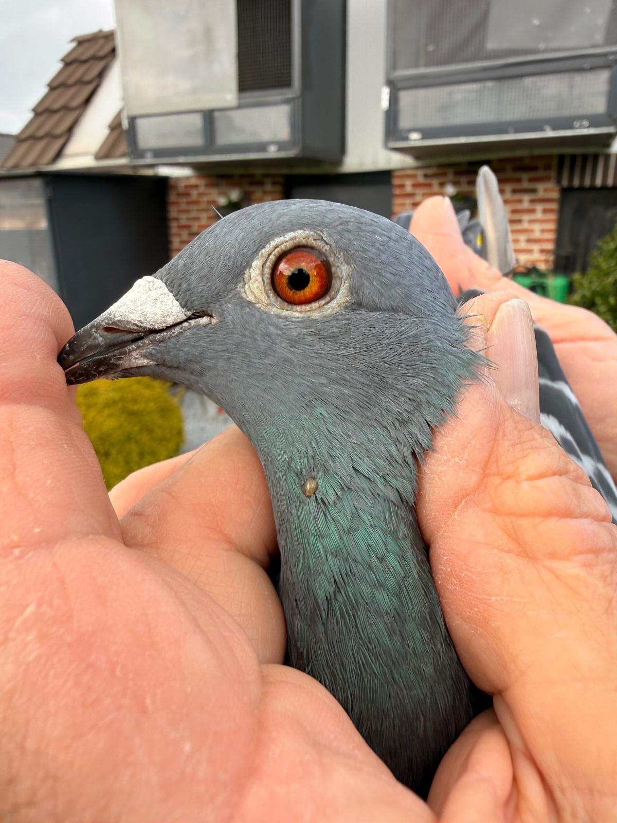 A detailed macro profile shot focusing on the head of racing pigeon BE25-5012001 against a clean, white background. The pigeon features a smooth slate-grey head with a dark, sharp beak and a subtle patch of iridescent green feathers shimmering at the base of its neck. A striking, intense eye takes center stage, boasting a vibrant orange-red iris with fine golden-yellow textures radiating outward from a dark, clear central pupil, perfectly capturing the sharp, focused gaze of a champion racer.