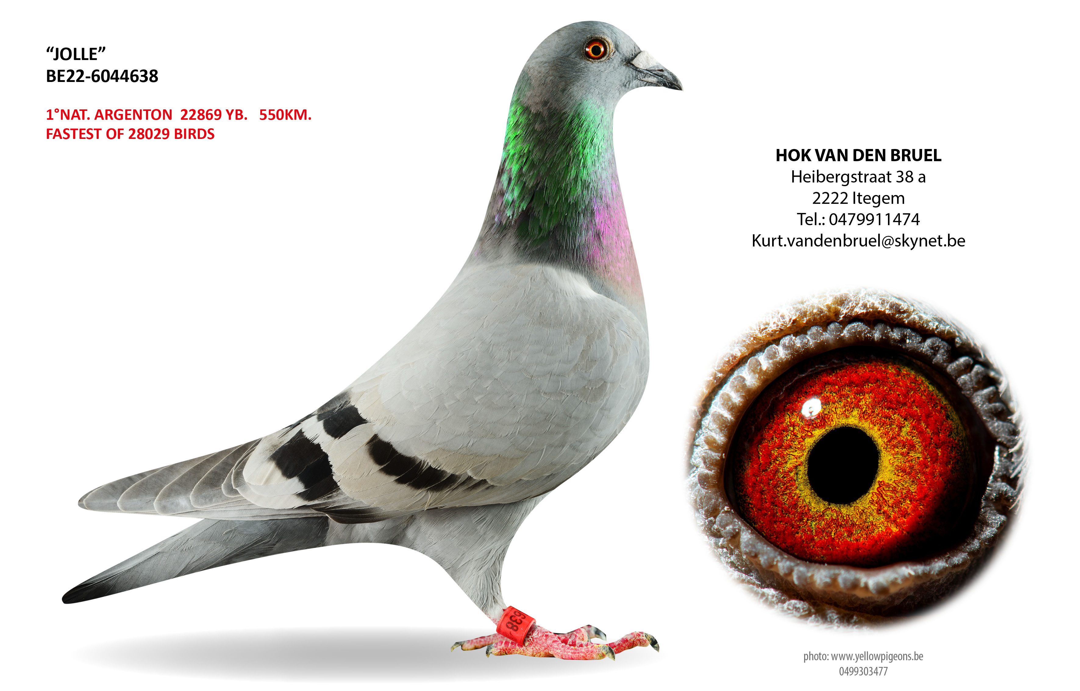 Profile studio shot of a blue bar racing pigeon named "JOLLE" (ring number BE22-6044638), the grandmother of the winner, standing against a clean white background. The pigeon has a light grey body with two distinct dark bars on its wing and vibrant, iridescent green and purple plumage around its neck. A close-up circular inset on the right highlights its detailed eye, which features a striking red and yellow iris. Red text on the left highlights her racing pedigree as "1°NAT. ARGENTON 22869 YB. 550KM. FASTEST OF 28029 BIRDS", alongside the contact information for "HOK VAN DEN BRUEL" in Itegem, Belgium.