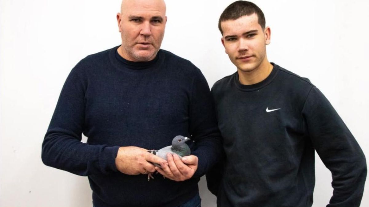 The Sensational Reign Of The Van Win Pigeons From Machelen