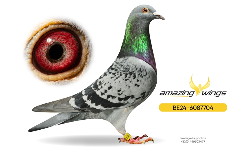 An elegant blue-bar racing pigeon, Zoey, standing proudly on a dark velvet display pedestal inside a prestigious auction hall. The pigeon shows off its sleek plumage with an iridescent green and purple neck sheen and bright, alert eyes. In the foreground, an auction bidder's hand holds a wooden paddle, while a sophisticated international crowd watches intently in a softly blurred background beneath digital bidding screens. The bottom of the image fades into a dark shadow.