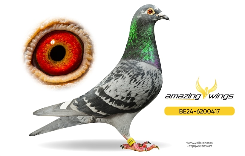 A top-tier racing pigeon, Rocket Lady, captured in full focus on a dark display pedestal during a high-stakes auction. The pigeon boasts a magnificent athletic build, sharp eyes, and tight blue-bar feathers. In the foreground, a bidder holds a number paddle high, while the background reveals an opulent, crowded auction room filled with international fanciers and an auctioneer at a podium. The lower section is cast in a deep, clean shadow.