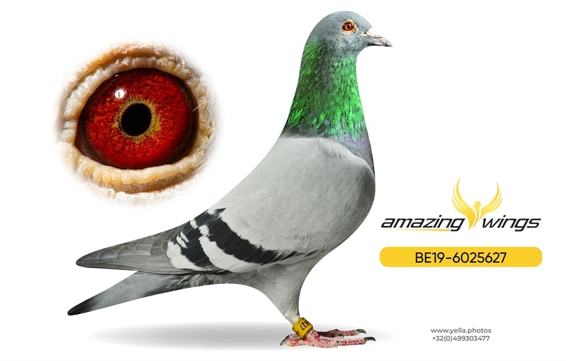 A stunning, dark-checkered racing pigeon, Mister Berlaar, presented elegantly on a velvet pedestal under sharp spotlighting. The pigeon possesses powerful shoulder confirmation and an intelligent expression. A prominent hand in the foreground holds an auction paddle, with a blurred backdrop of an upscale auction room, international attendees, and digital price boards. The bottom third of the frame is heavily darkened.