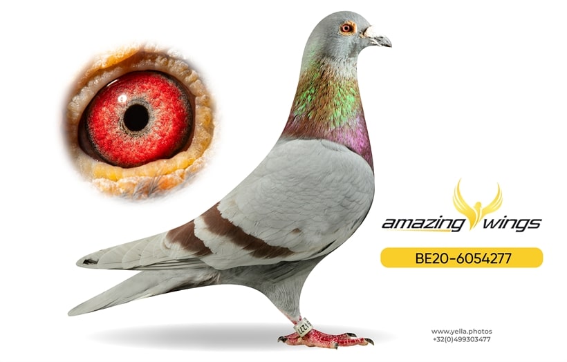 A magnificent chequer racing pigeon, Jonge Raket, standing tall and alert on a dark presentation block. The bird features flawless feather quality and intense, sharp eyes characteristic of a top kweekduif. A hand holding an auction paddle stands out in the front, while a blurry, luxurious auction hall filled with serious buyers sets the background scene. The bottom edge transitions into a solid dark gradient.