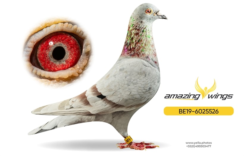 A powerful vaal/mealy breeding cock, Vale Marcel, displayed majestically on a plush dark pedestal. The pigeon exudes strength with a broad chest and a calm, commanding gaze. A wooden auction paddle frames the right side of the image, while an elegant, crowded auction room with glowing digital screens fills the soft-focus background. The bottom third is completely dark.
