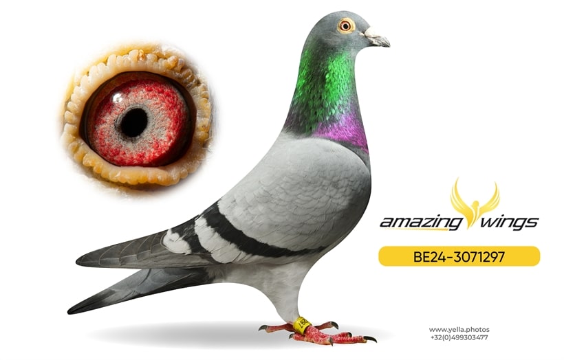A handsome blue-bar racing pigeon, Nikolas, standing perfectly composed on a dark pedestal in the center of the frame. The pigeon features tight, aerodynamic feathering and an impressive posture. An auction paddle is held high in the immediate foreground, contrasted against a background of a bustling, high-end pigeon auction hall. The image base finishes in a smooth, dark shadow.