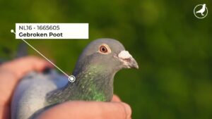 A side profile view of the legendary breeding pigeon Gebroken Poot, ring number NL16-1665605, a foundation stock cock of Team van Oss.