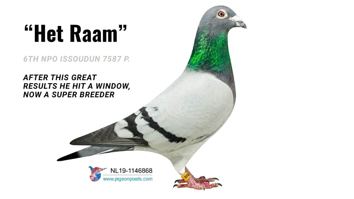 A side profile photograph of the famous racing pigeon Het Raam, ring number NL19-1146868, standing and facing right against a crisp white background. This beautiful blue bar pigeon features light grey plumage with two prominent dark bars on its wing, a bright orange eye, and vibrant iridescent green and purple feathers around its neck.