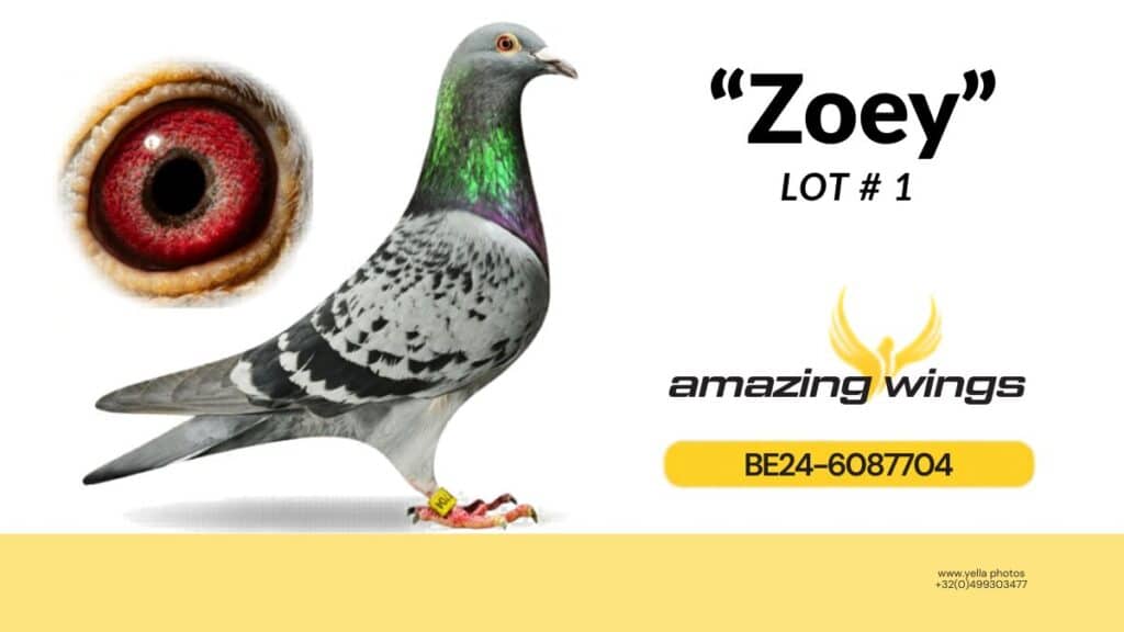 Its never too late to buy a GOLDEN BREEDER, check the May Highlights Auction At Amazing-Wings.com