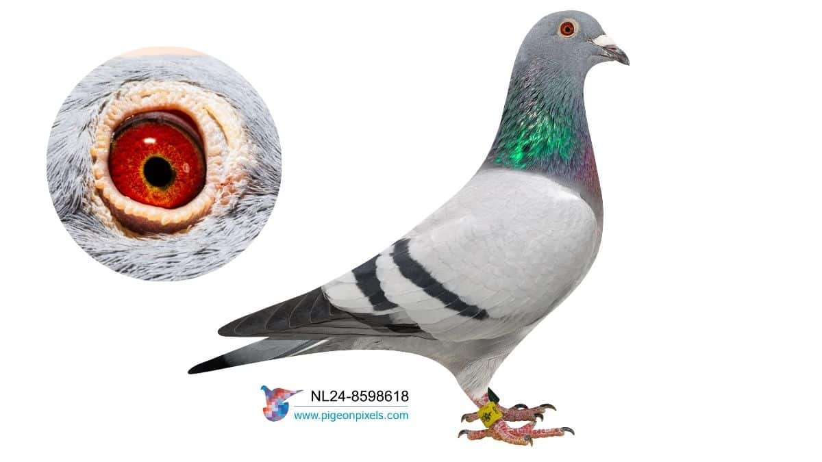 A majestic profile photograph of the racing pigeon Young Ace, ring number NL 24 8598618 V, who earned the prestigious title of 1st Provincial Ace in 2024.